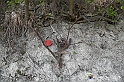 VBS_3165 - Mango (Cuneo) - Gnomovia